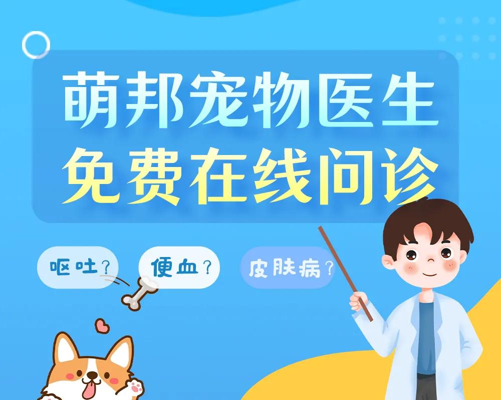 为什么宠物会饿死,宠物死亡率高的原因