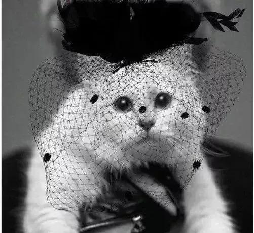 世界上最有钱的猫，坐拥21亿的财富