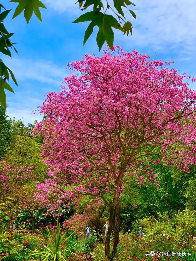 世界花园风景,世界花园