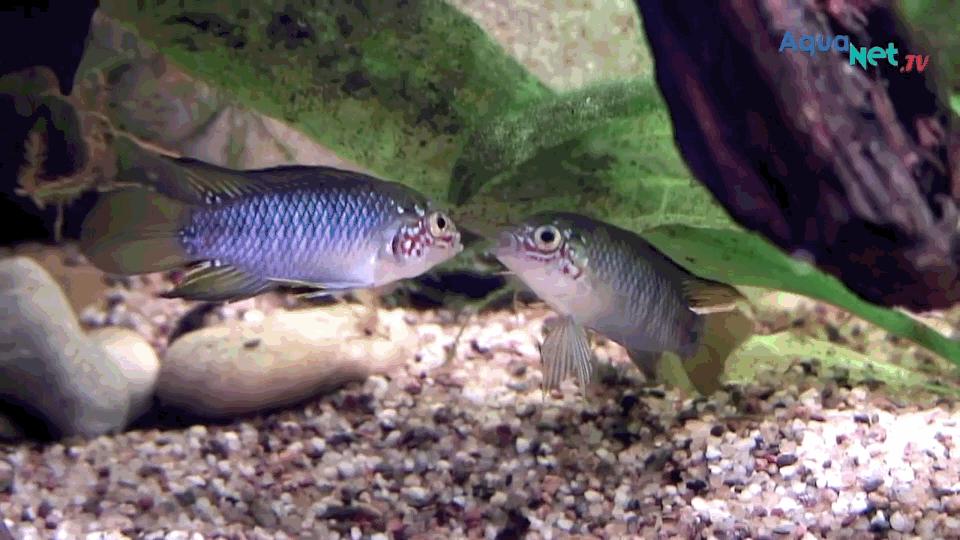 热带观赏鱼图片唯美大全,热带观赏鱼动图