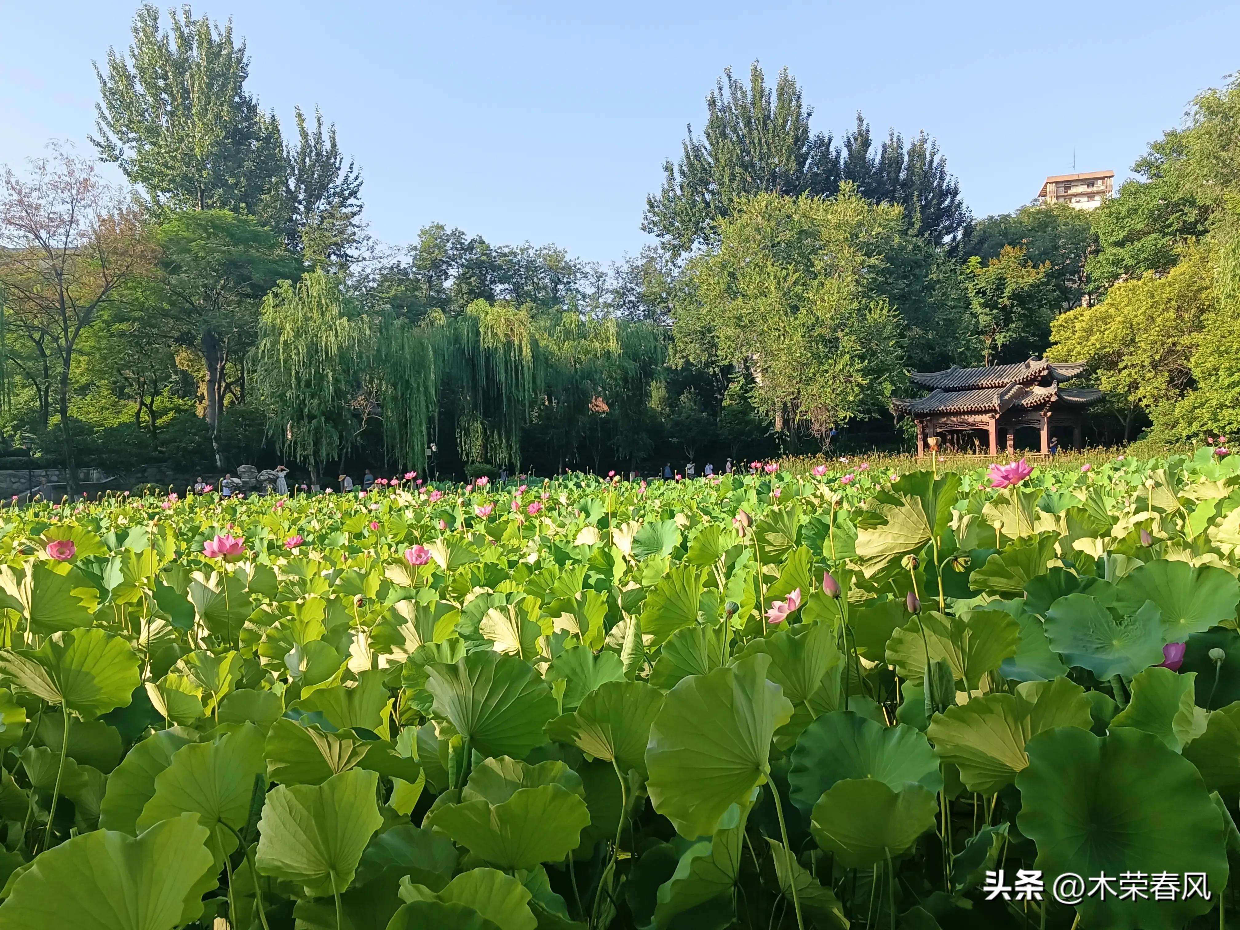 莲湖公园看荷花几点合适,莲湖公园荷花怎么走