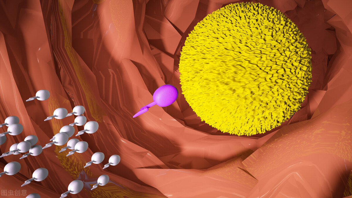 卵泡长得圆为什么取不到卵,卵泡长大了不排卵怎么治疗
