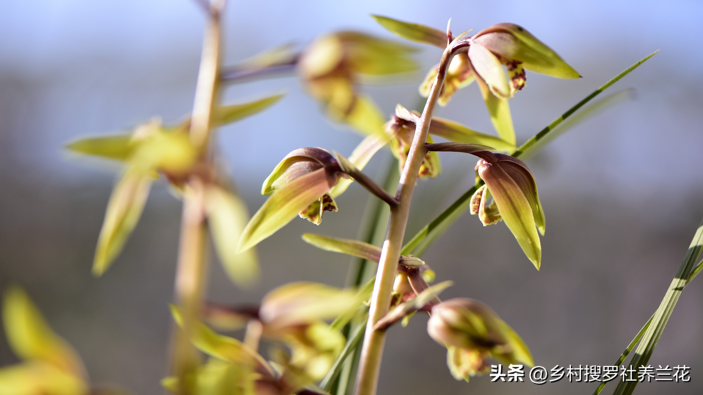 蕙兰盆栽春季养护注意事项有哪些,养蕙兰开花时的最佳方法