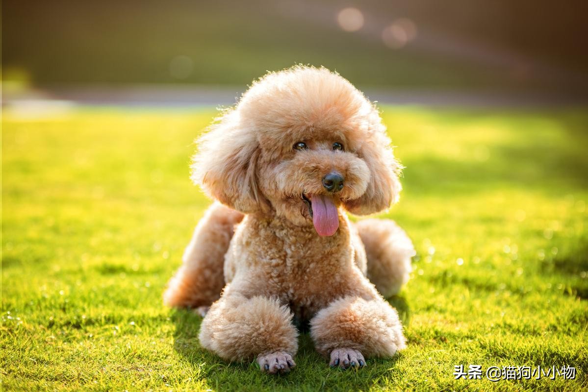 泰迪为啥那么讨人厌,泰迪真的好色么