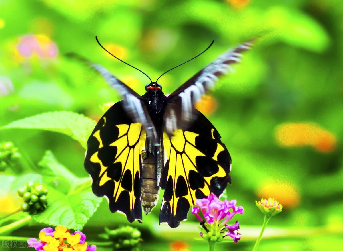 荷包岛蝴蝶谷,广东旅游推荐2-3天游南澳岛