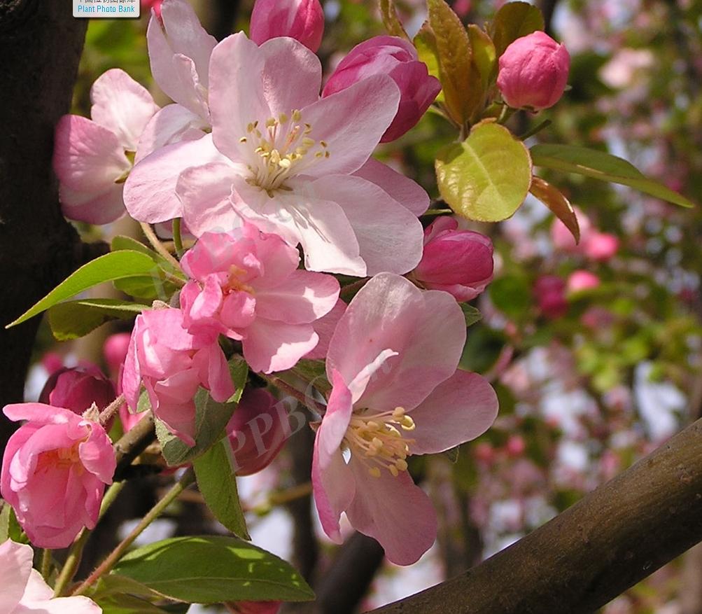 北美海棠与西府海棠的区别,北美海棠与西府海棠区别
