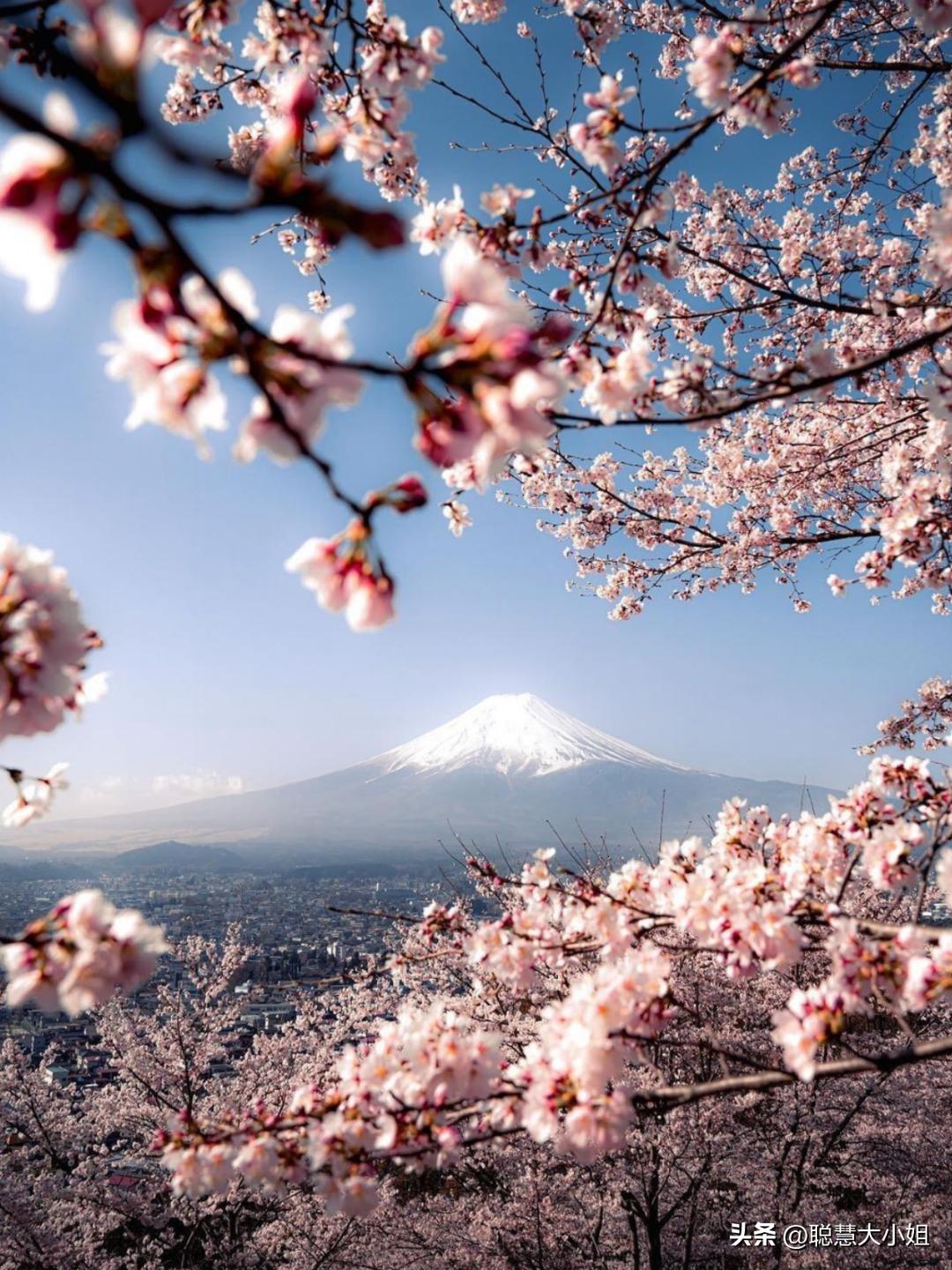 日本樱花花海浪漫之旅,日本旅游看樱花之旅攻略