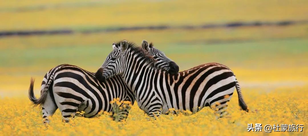 跟随“中国狮子王”，到坦桑看绝色非洲