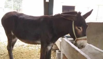 母驴遭公驴过度配种致死,村民索赔1000元,事件闹上镇政府