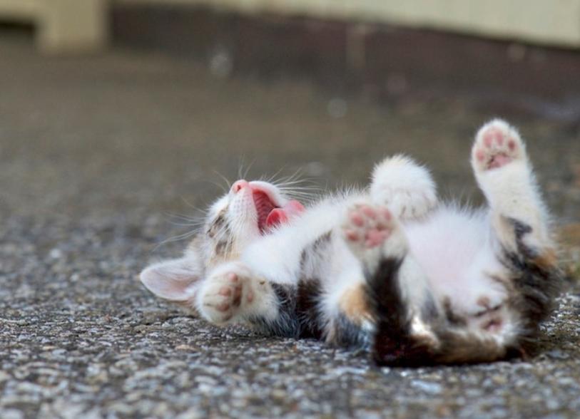 猫超可爱治愈的图片,罕见的流浪猫图片卡通可爱