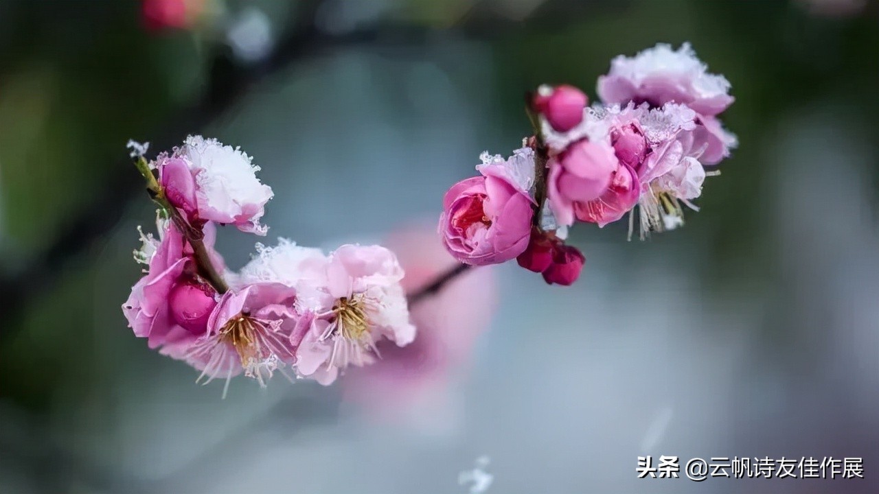 云帆诗会官网,云帆诗会第48期完整版