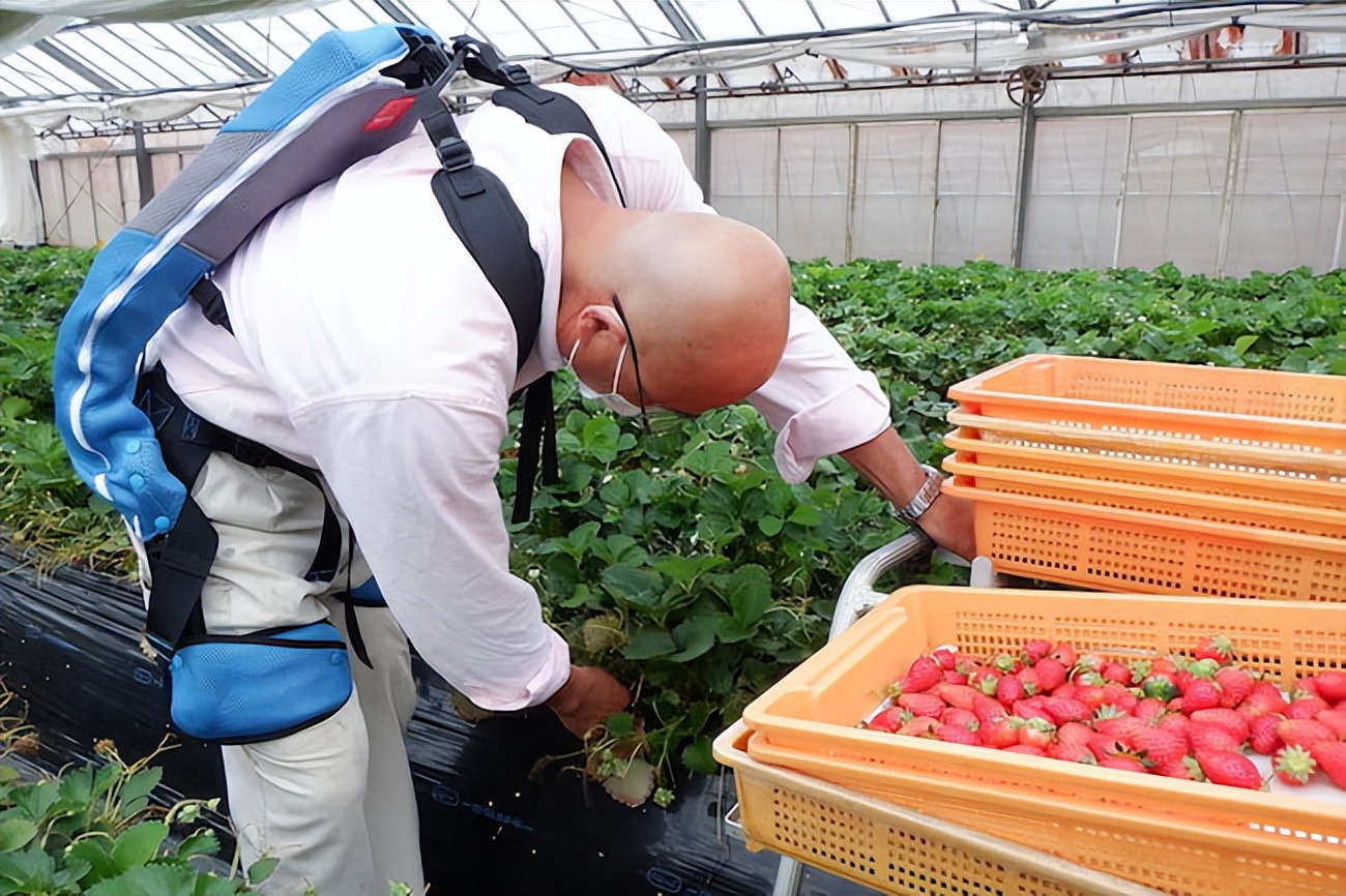 无需电源，可减轻腰部负担，日本智能农业“肌肉套装”来了