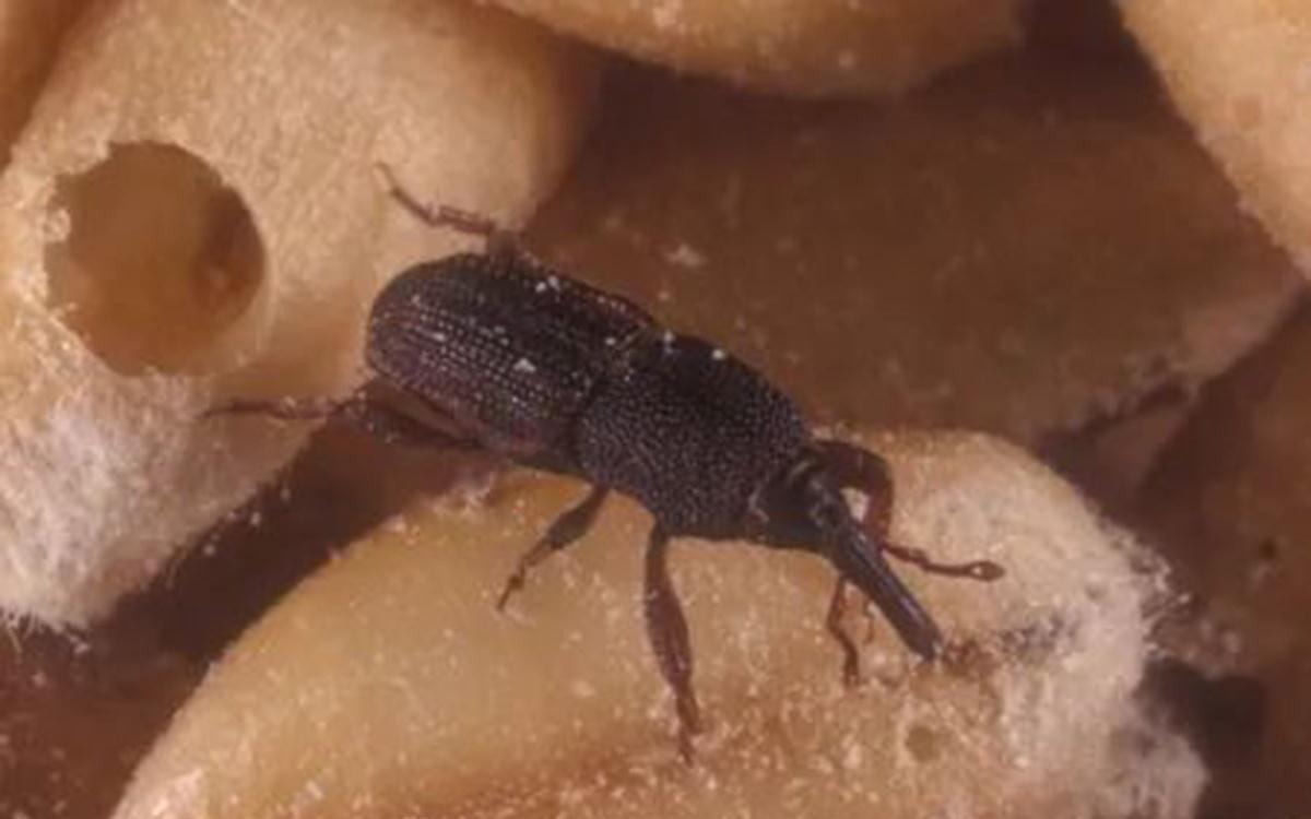 为什么别的食品也会出现米象,米象是如何感知到家里的食物的