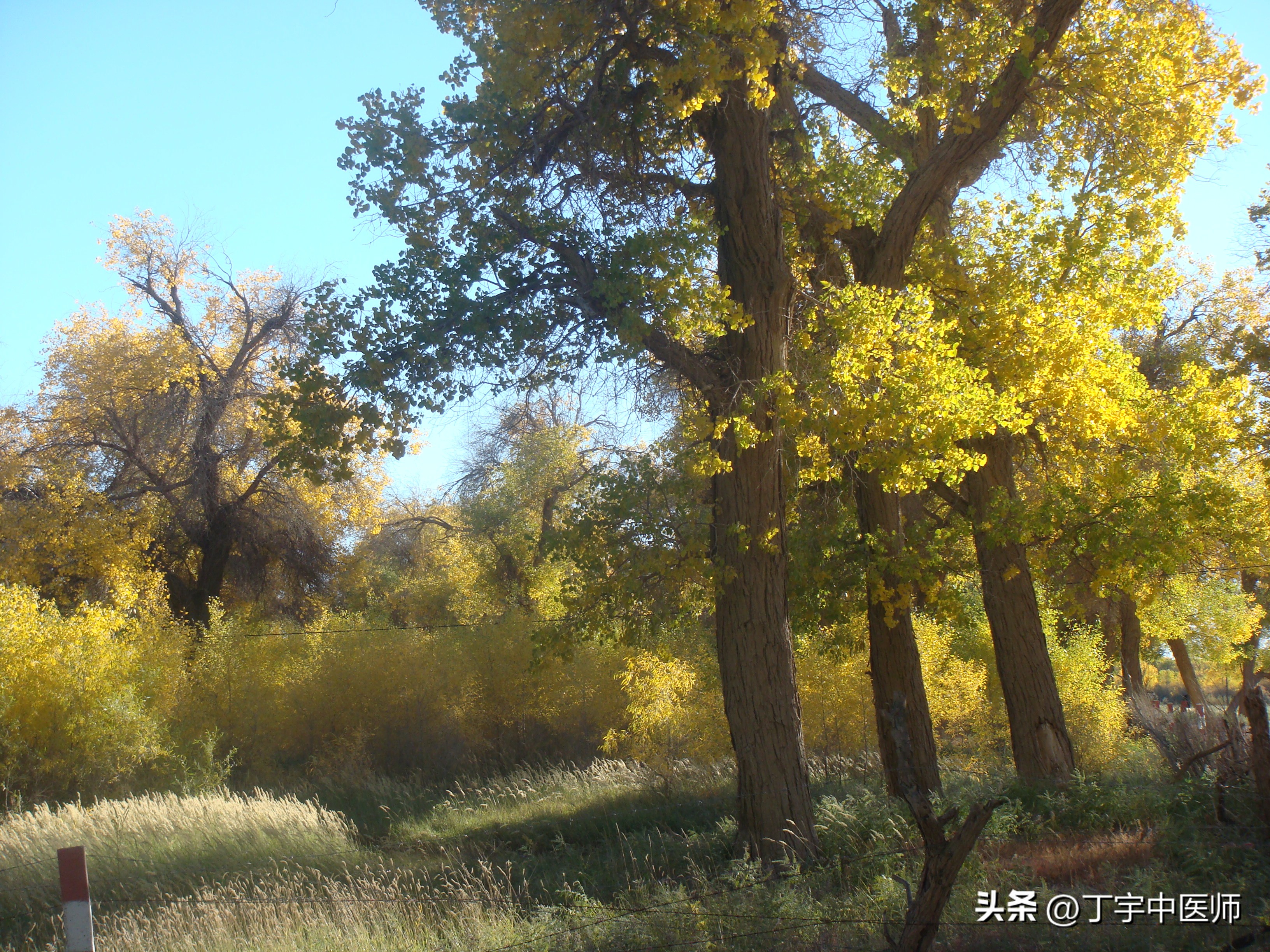 老年新冠7天的发热表现症状图,新冠后午后低热