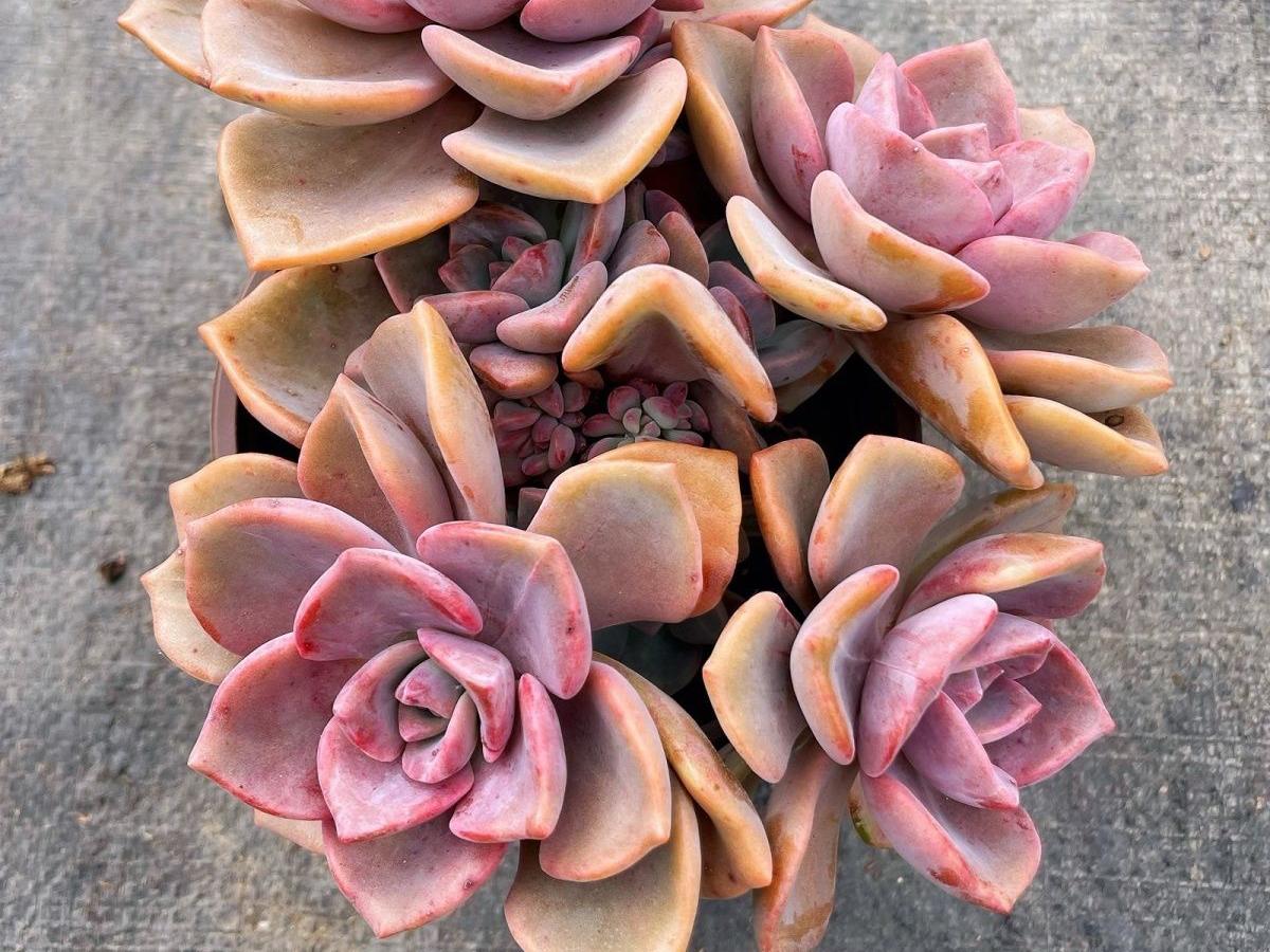 多肉彩虹糖和紫乐有啥区别,彩虹糖多肉和紫乐多肉的区别