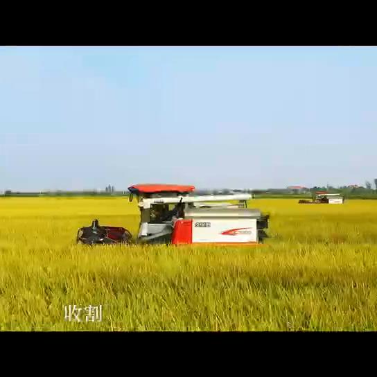 万联云桥大米,万联云桥东北大米店