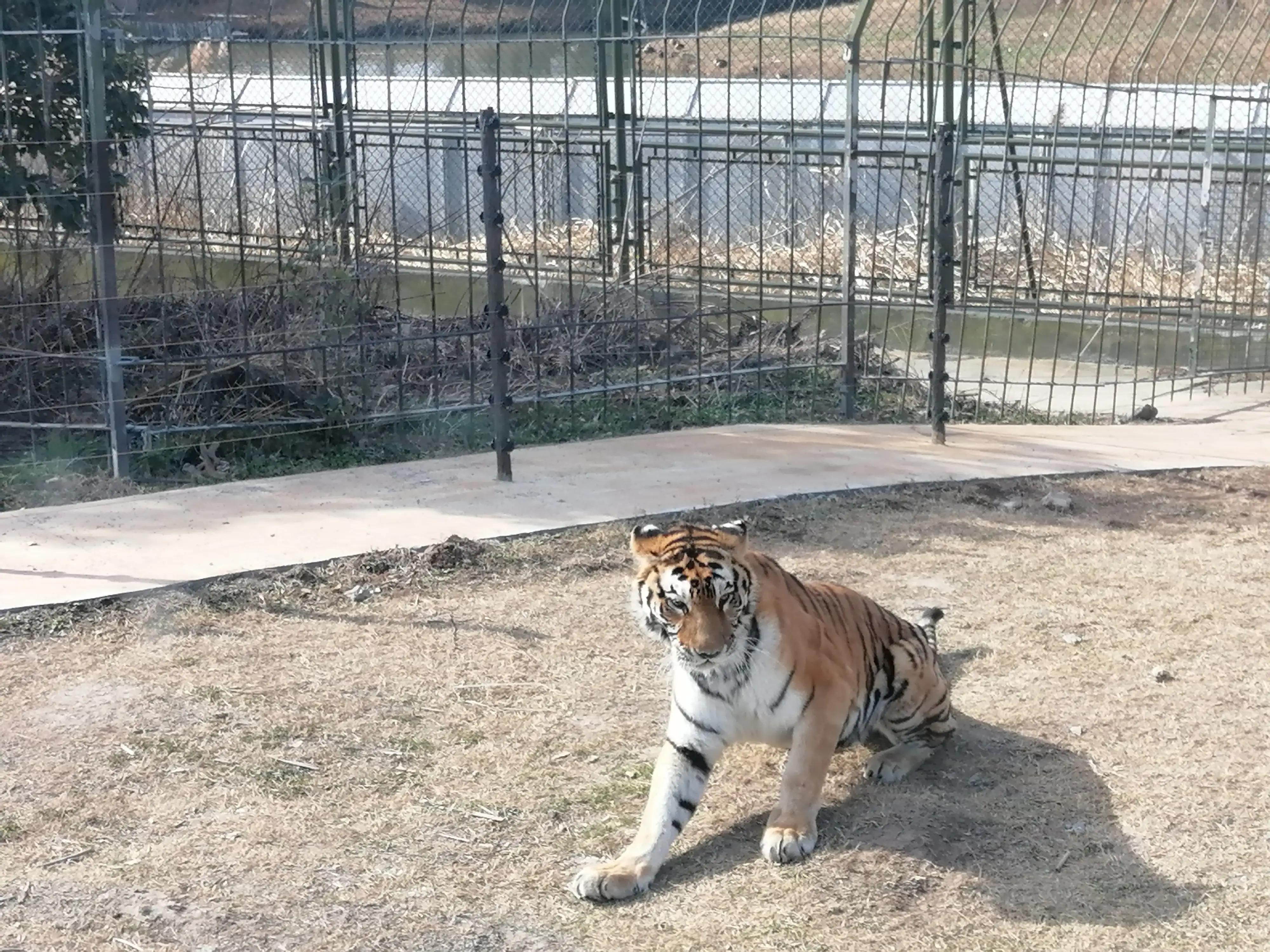 上海去大明山三日游,最新上海三日游攻略