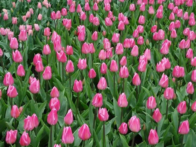 粉色郁金香花束图片大全,粉色郁金香杯