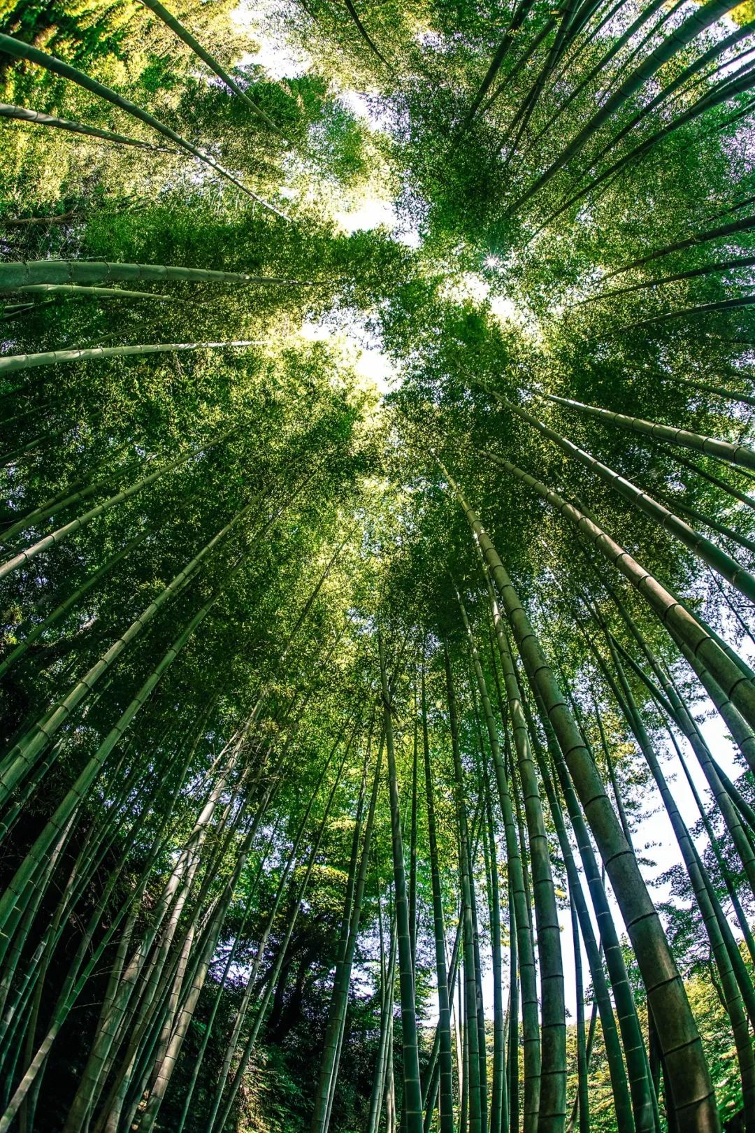 一根竹子铺就致富路,一根竹子挖动万亿产业