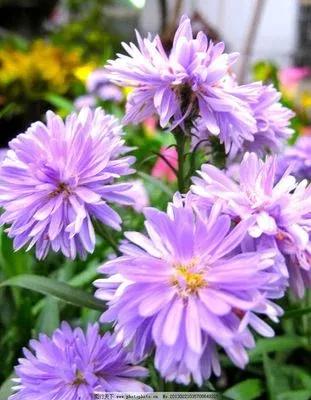 红尘一杯酒,红尘一杯酒古风歌曲