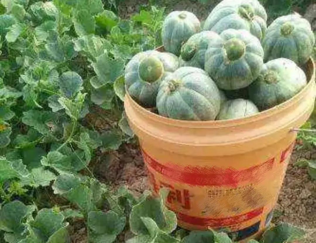 垂涎欲滴的瓜世界：瓜田李下说吃瓜，一片冰心香满园