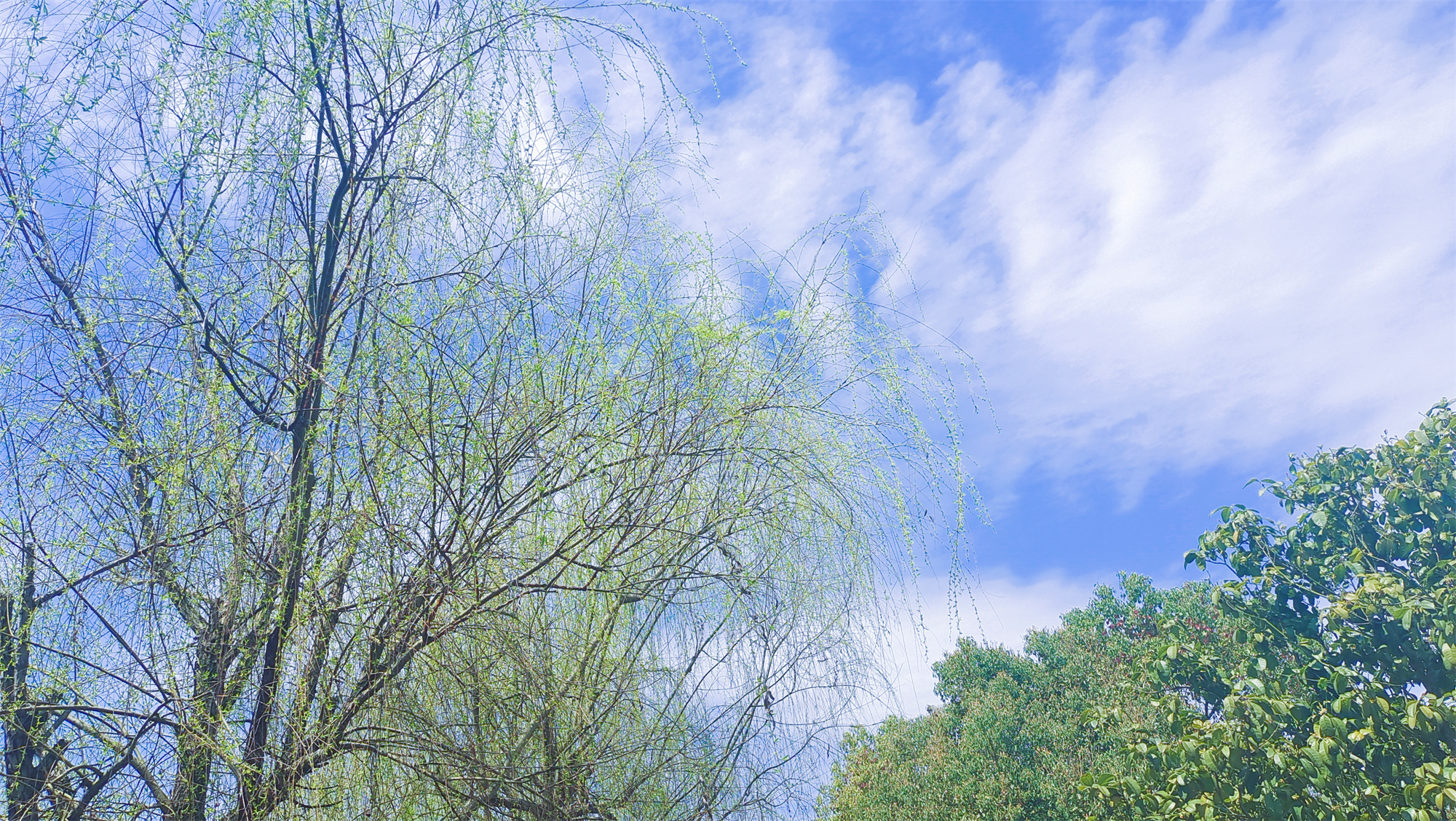 美丽吉安之风光系列：春天的柳树婀娜多姿美丽动人