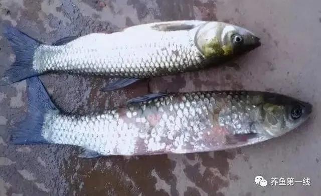 低温水霉怎么治疗,赤皮水霉