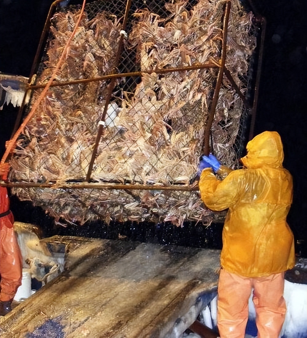 帝王蟹泛滥成灾入侵南极,巨型帝王蟹入侵