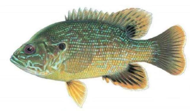 鱼类食材大全名称图片,鱼类菜谱大全100种