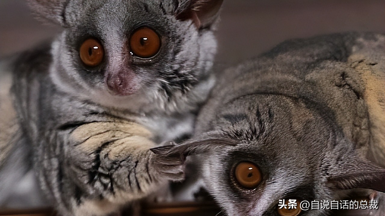 大自然竟然用最柔弱的方式,塑造出最凶悍的*器武**