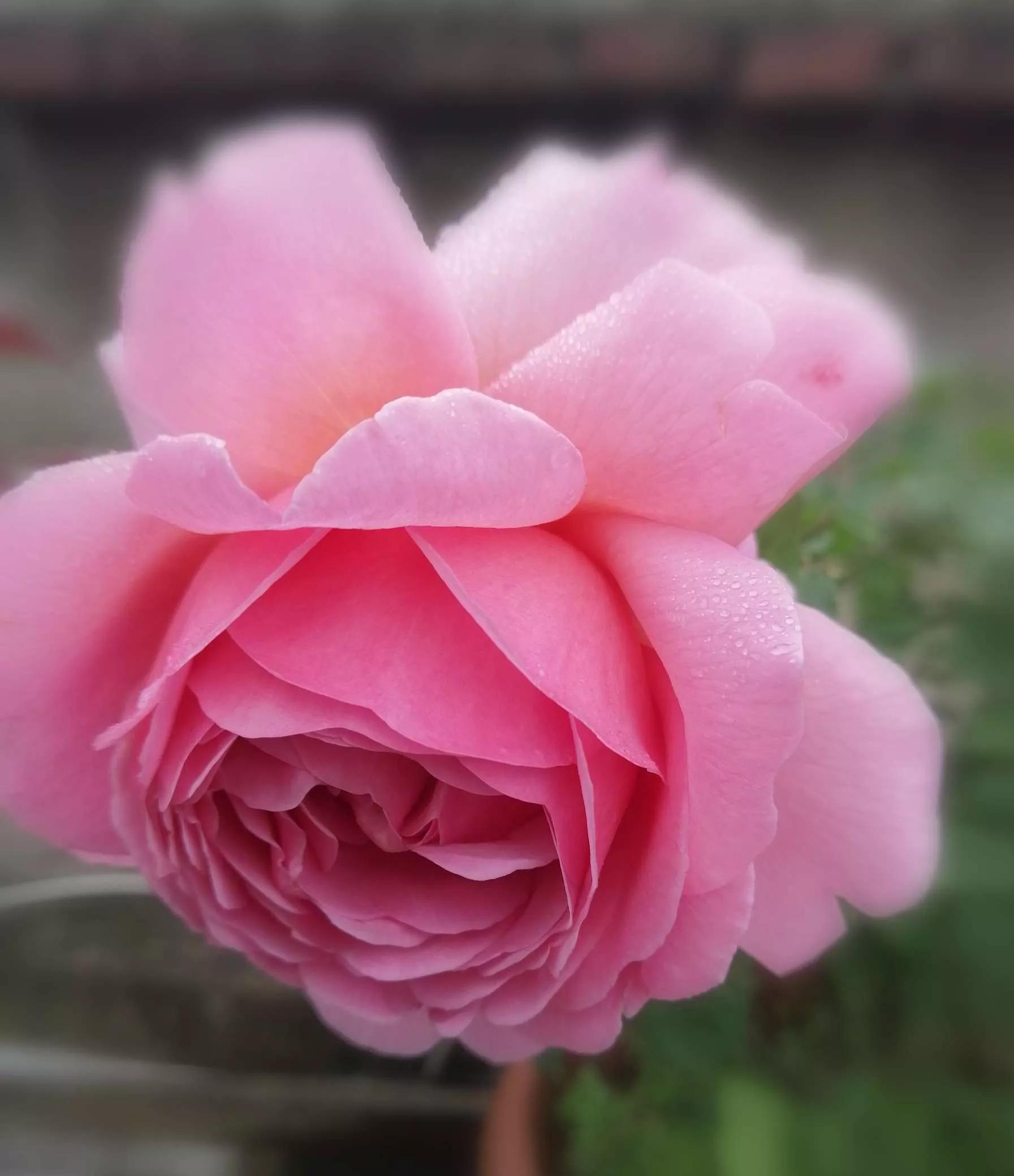 月季品种醉花,月季品种大全及图片欣赏