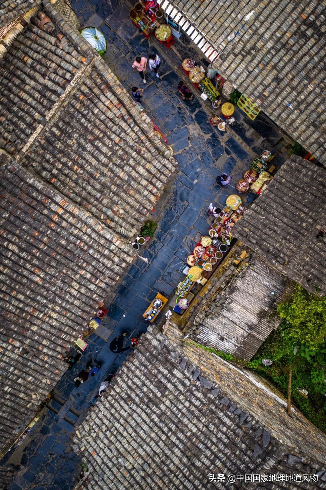 李子哪个品种最甜最好吃,李子种植哪个品种最好吃