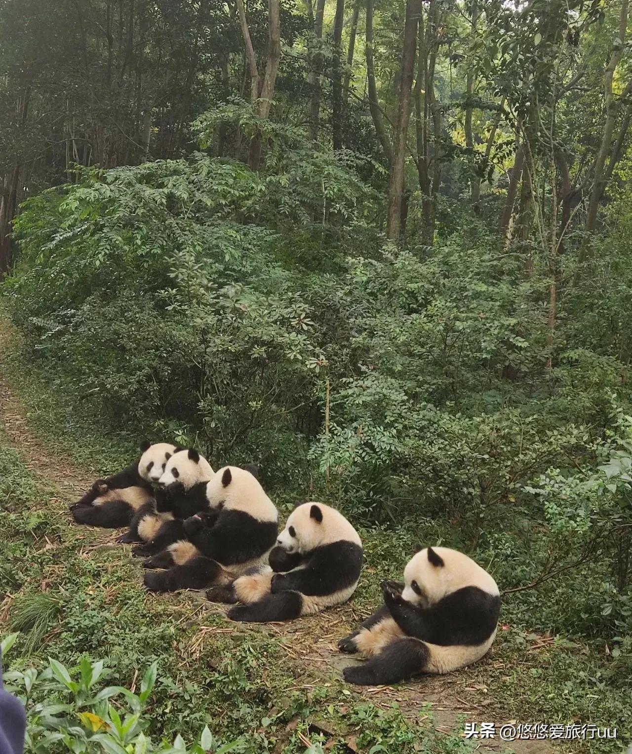 去成都旅游必去的十个地方,来成都必游之地有哪些