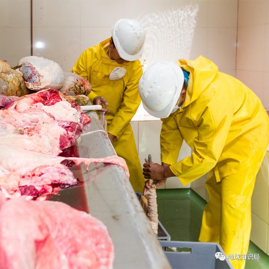 为啥有人喜欢吃没洗干净的猪大肠,猪大肠为什么不洗干净