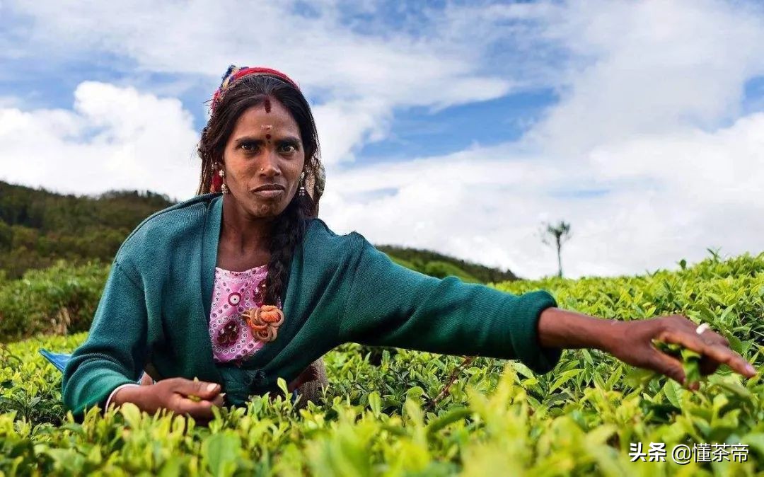 世界三大红茶对比,世界三大高香红茶有什么区别