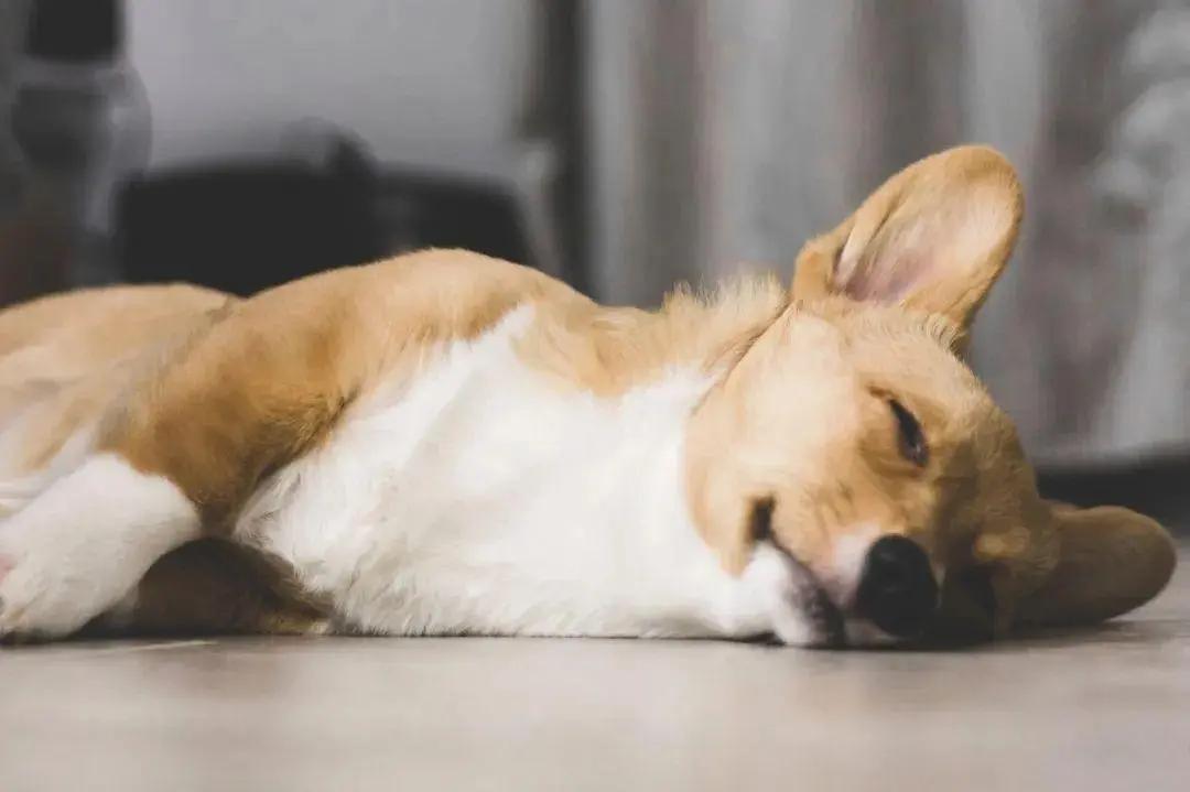 狗狗的肠道不好引起的口臭怎么办,狗狗肠胃不好平时应该怎么调理