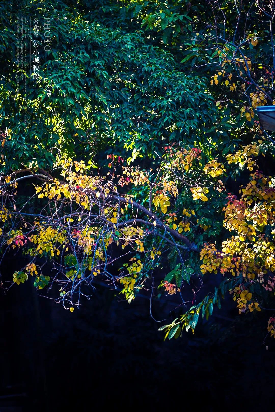 攀枝花是一种什么花,什么是攀枝花铁树