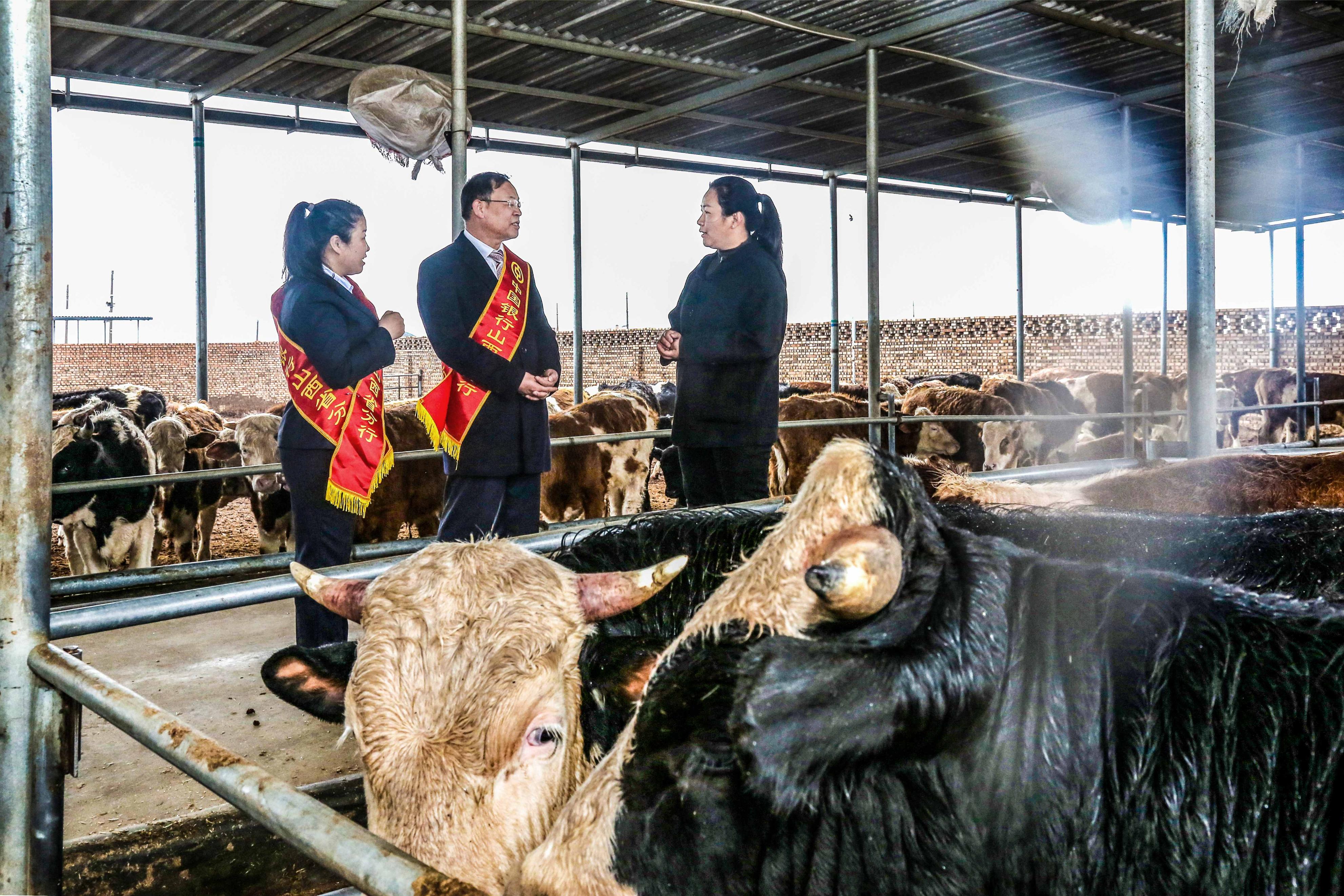 山西晋牛贷,山西养牛贷款需要什么条件