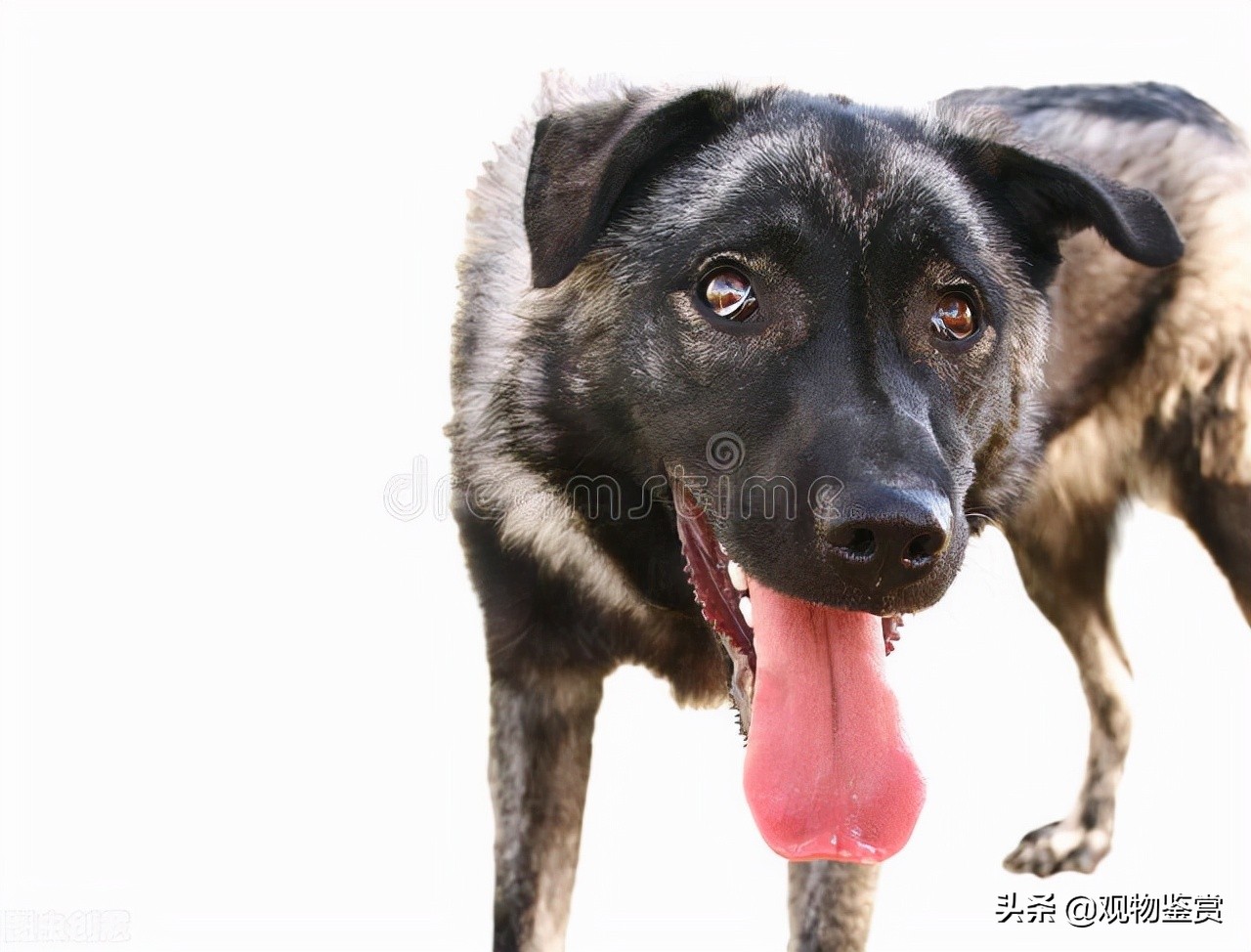 狗催吐后吃什么缓解,狗催吐吃什么最好