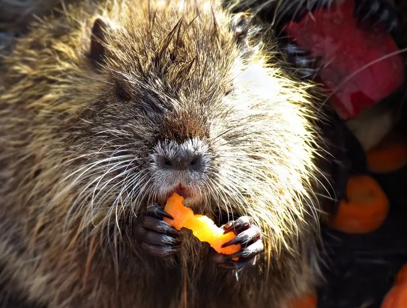 国内惊现巨型老鼠,上海巨型老鼠