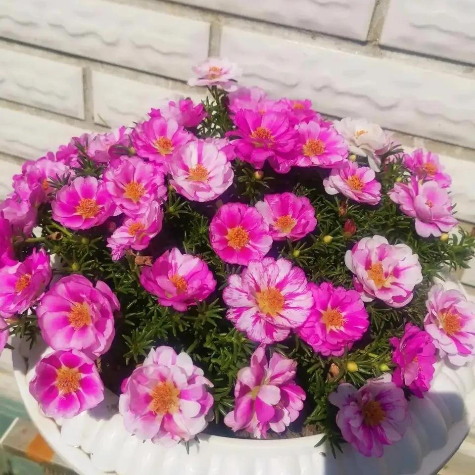 养花大全牡丹花如何养护,4种花好养又漂亮比牡丹美