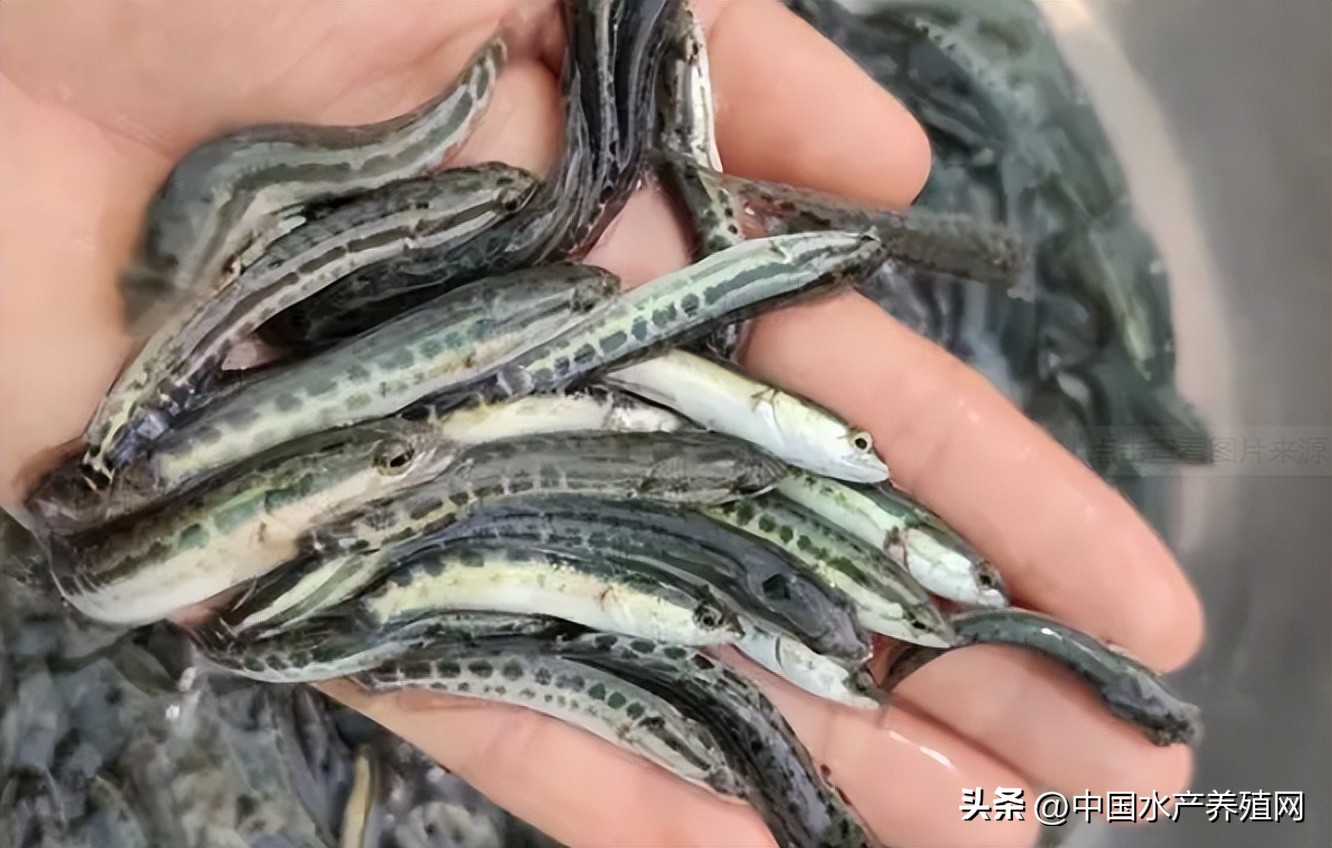 养殖一亩黑鱼可以赚多少,6亩黑鱼一年有多大收益