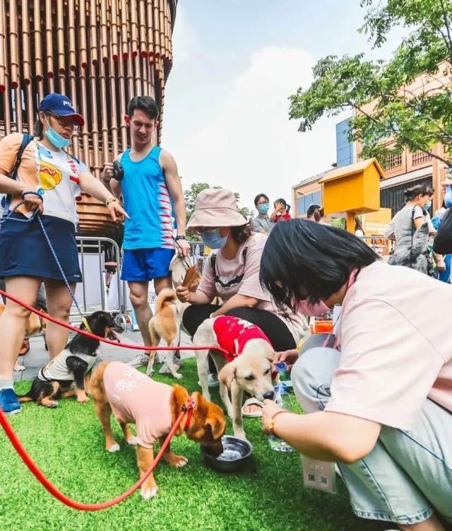 宠物经济商业模式成功的原因,宠物经济崛起