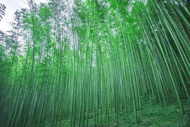 大竹火爆菜材料,大竹是如何火爆全网的