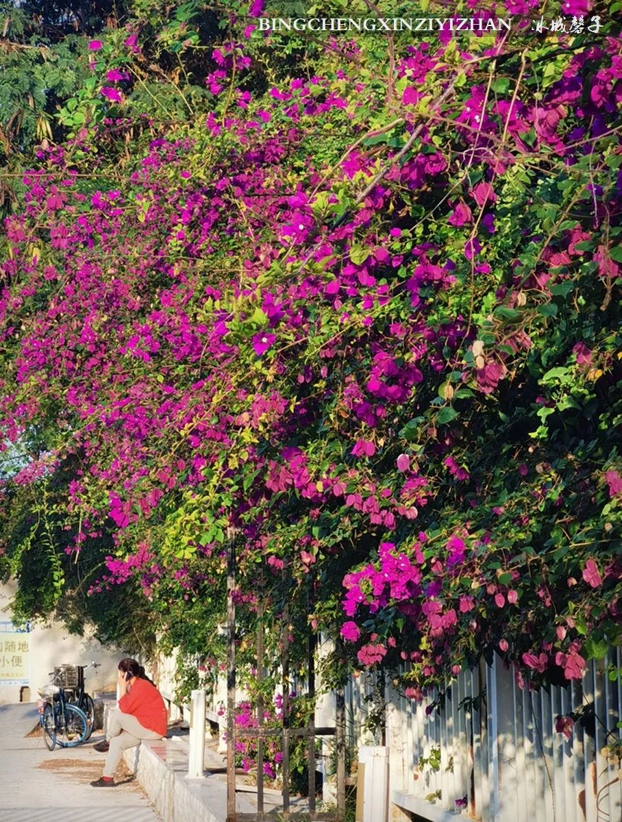 旅居海南：九所新区的浪漫情