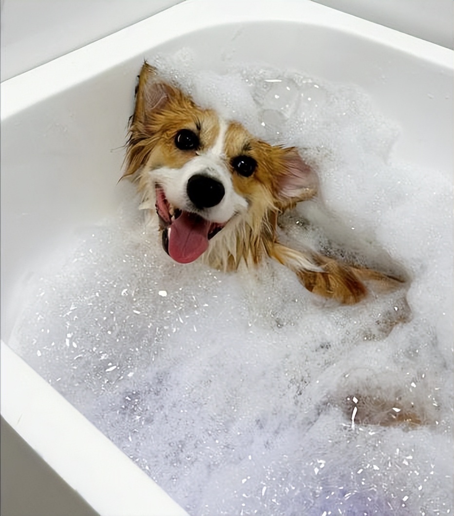 为什么狗狗会有口臭,狗狗为什么有狗味