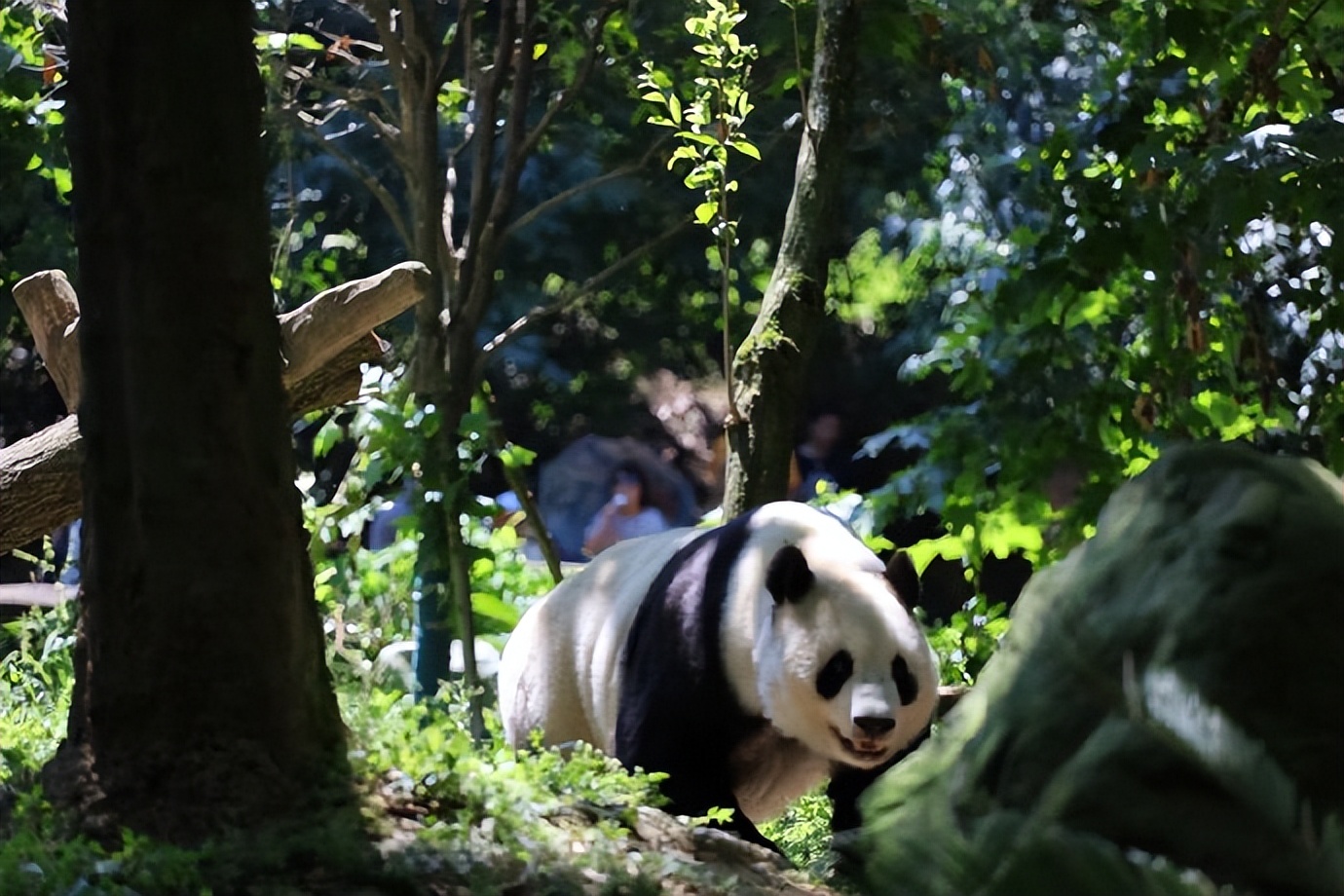 不高的高高和他不白的老婆白云——91年出生的童颜女神大熊猫白云