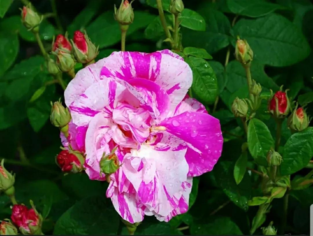 月季蔷薇玫瑰三者的区别图,蔷薇月季玫瑰的区别和联系