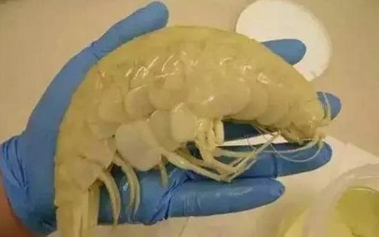 日本发现核辐射鱼,日本8336米深海现怪鱼