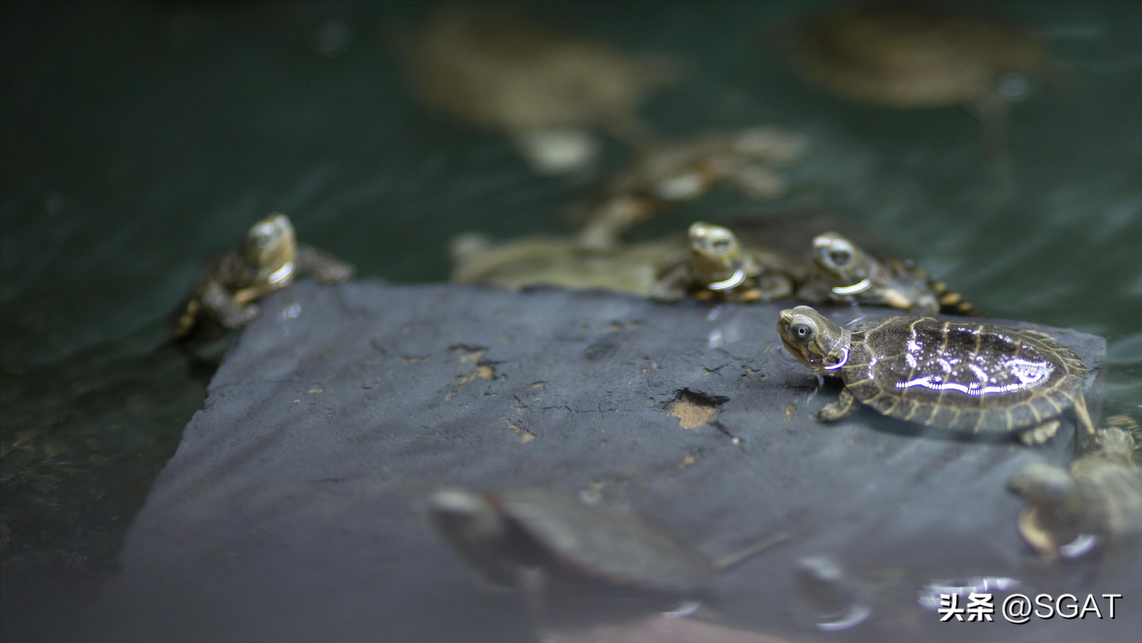 怎样为龟龟选择合适的龟缸,新手养龟如何判断龟缸的好坏